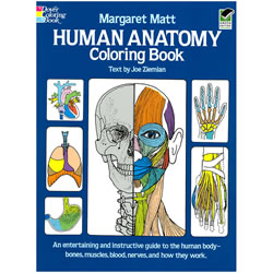 Human Anatomy Coloring Book - Margaret Matt | Oak Meadow Bookstore