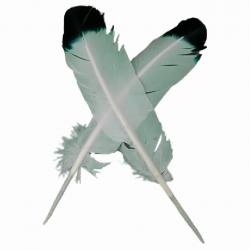 Feather Quill Pens (2) - Crafts & Supplies
